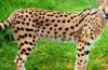 Afrički serval cat