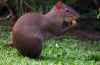 Agouti ili grbavi zec