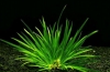 Calamus herbaceous