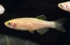 Akvarijske ribe zebrafish: održavanje i njega