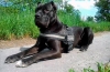 American bandog