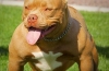 American bully - dobar temperament u tijelu sportiste