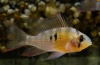 Apistogram bolivijskog leptira (mikrogeophagus altispinosus)