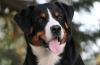 Appenzeller mountain dog