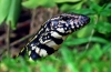 Argentinski crno-bijeli tegu (tupinambis merianae)