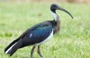 Australijski ibis