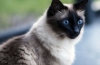 Balinese cat