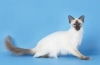 Balinese cat