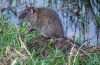 Bandikuti (lat. Bandicota)