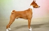 Basenji