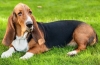 Basset hound