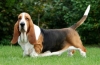 Basset hound: opis pasmine