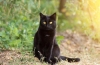 Bombay cat