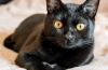 Bombay cat