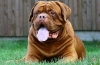 Dogue de bordeaux. Karakteristike pasmine i standardi držanja