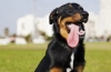 Beauceron