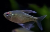 Dijamantska tetra (moenkhausia pittieri)