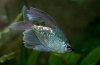 Diamond tetra