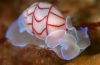 Bullina lineata gastropod