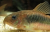 Bronzani hodnik (corydoras aeneus)