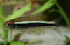 Crni neon (hyphessobrycon herbertaxelrodi)