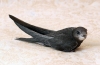 Crni swift (apus apus)