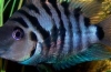 Cichlid zebra ili crnoprugasti ciklid