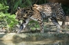 Divlja mačka-leopard ocelot - stanište, vrste, razmnožavanje, ishrana, mogućnost pripitomljavanja