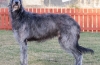 Deerhound