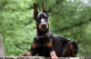 Doberman pinč: opis pasmine