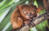 Tarsiers (lat. Tarsius)