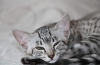 Egyptian mau