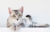 Egyptian mau