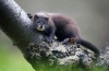 European mink