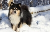 Finnish lapphund