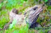 Tuatara ili tuatara