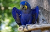 Hyacinth macaw - stanište, priroda, karakteristike sadržaja i prehrane