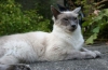 Balinese cat