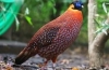 Ocellated tragopan