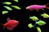 Glofish