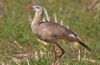 Crested karyama