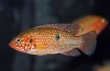 Chromis-zgodan (hemichromis bimaculatus)