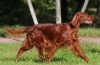 Irish setter