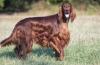 Irish setter