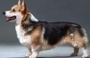 Istorija porijekla i standard pasmine pasa welsh corgi