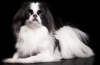 Japanese chin