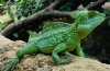 Gušter trči po vodi - kaciga od baziliska (basiliscus plumifrons)