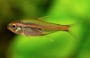 Erythrozonus ili tetra krijesnica (hemigrammus erythrozonus)