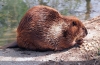 Kanadski dabar (castor canadensis)