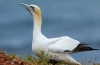 Cape gannet